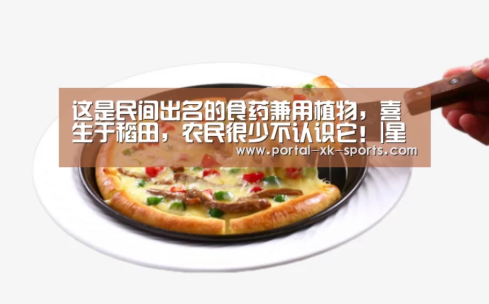 这是民间出名的食药兼用植物，喜生于稻田，农民很少不认识它！|